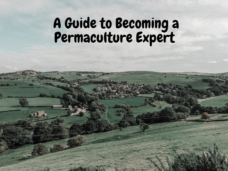 A Guide to Becoming a Permaculture Expert