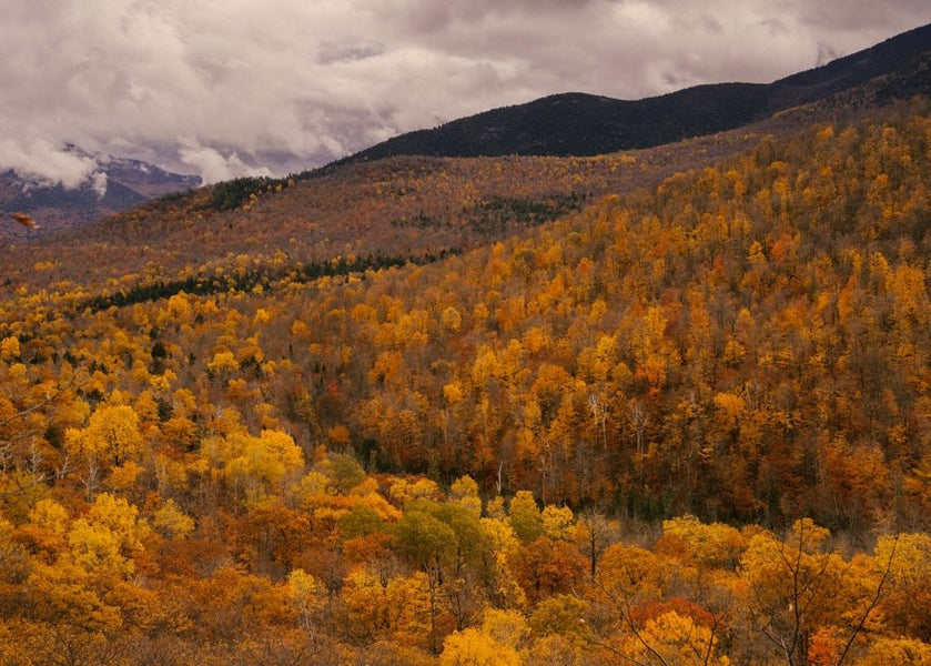 How to Buy Cheap Land for Off-Grid Living