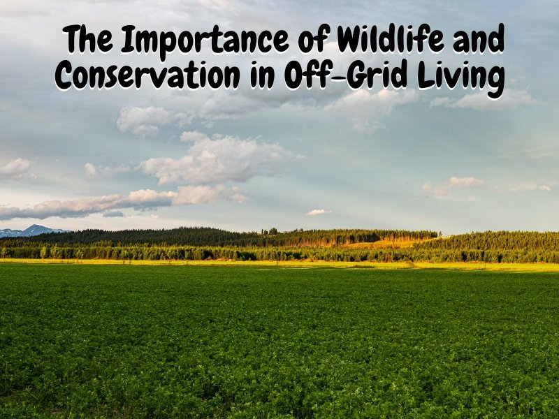 The Importance of Wildlife and Conservation in Off-Grid Living