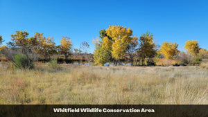 0.25 Acres in Valencia County, NM Own for $200 Per Month (Parcel Number: 1022032060115305900)