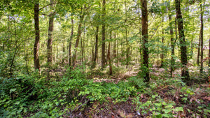 0.22 Acre in Jefferson County, AR Own for $99 Per Month (Parcel Number: 930-17865-413)