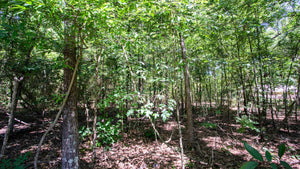 0.18 Acre in Jefferson County, AR Own for $99 Per Month (Parcel Number: 930-34876-000)