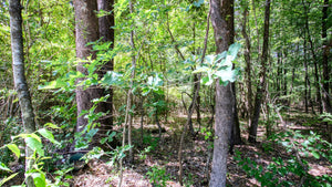 0.24 Acre in Jefferson County, AR Own for $99 Per Month (Parcel Number: 930-39189-000)