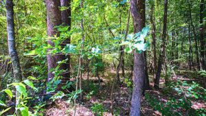 0.14 Acre in Jefferson County, AR Own for $99 Per Month (Parcel Number: 930-12637-000)