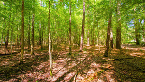 0.15 Acre in Jefferson County, AR Own for $99 Per Month (Parcel Number: 930-17865-408)