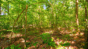 0.14 Acre in Jefferson County, AR Own for $99 Per Month (Parcel Number: 930-12851-000)