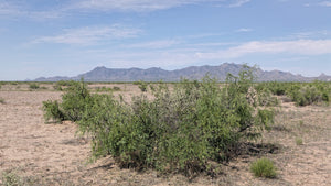 1.5 Acre in Luna County, NM Own for $250 Per Month (Parcel Number: 3033144403249, 3033144391249, & 3033144380248)