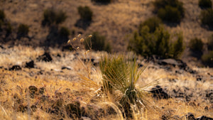 10 Acres in Apache County, Arizona Own for $400 Per Month (212-13-007C)