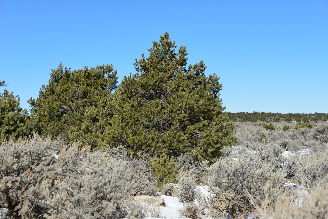 5 Acres in Costilla County, CO Own for $349 Per Month (Parcel Number: 70702290) - Once Upon a Brick Inc. Land Investments